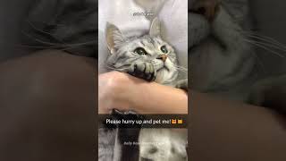 This cats wants to be petted😻🥹😸 cat cats catlover [upl. by Alol]