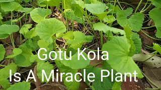 Gotu Kola Is A Miracle Plant [upl. by Ieluuk]