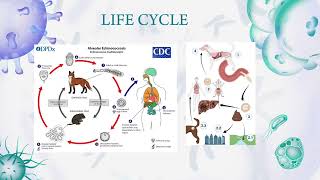 Echinococcus multilocularis [upl. by Dacy]