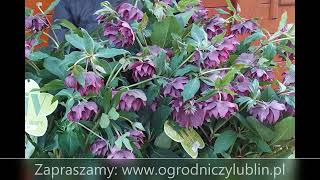 Ciemierniki Helleboruses nowe odmiany VIV i Magic Collection [upl. by Illona35]