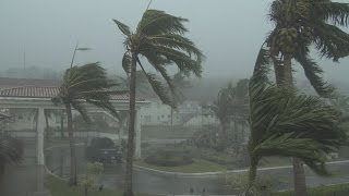 Thrashing Palm Trees Strong Winds And Torrential Rain  Typhoon Dolphin 4K Stock Footage Screener [upl. by Rinaldo]