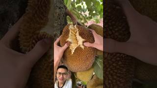 Harvest jackfruit at the tree sonasmr [upl. by Konrad466]