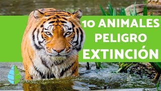 ANIMALES en PELIGRO de EXTINCIÓN 2023 🦏⚠️ Top 10 [upl. by Apoor936]