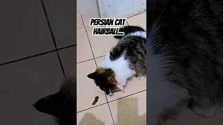 Persian Cat Coughs Out Hairball [upl. by Boleyn]