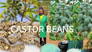 POST HARVEST HANDLING PRACTICES FOR CASTOR BEANS [upl. by Chrisoula]