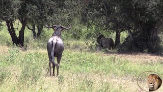 Brave Wildebeest Try To Intimidate Lions Away From His Tree [upl. by Siusan829]