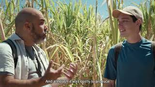 Trade routes and piracy the sugar cane boom  Canary Islands [upl. by Nueormahc641]