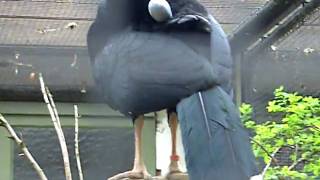 Northern Helmeted Curassow  Zoo Antwerp [upl. by Naejamron]