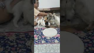 Exotic Persian Shirazi and Himalayan Cat breed [upl. by Atekihc]