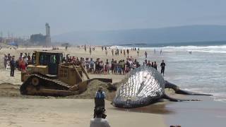 PT 2  Moving the Beached Humpback Whale at Dockwiler Beach 7116 [upl. by Koressa883]