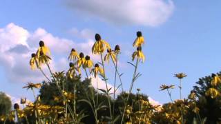 Minnesota Native Plant  GreyHeaded Coneflower Ratibida Pinnata [upl. by Danita]