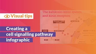 Building a Graphical Abstract of a Cell Signalling Pathway [upl. by Karmen]