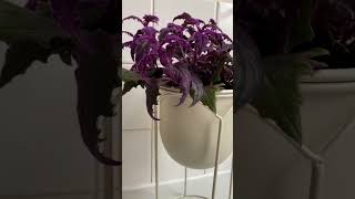 gynura aurantiaca purple passion plant houseplants indoorplants plants plantlover plantparent [upl. by Gussy59]