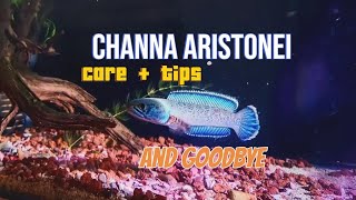 MY CHANNA RED MOSAIC  ARISTONEI DIED  Introduction Care and Guide Tips for a healthy snakehead [upl. by Disini]