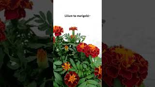 Bechara marigold ka tareef koi nhi krta comedy funny gardening gardenfun ytshorts [upl. by Hallagan]