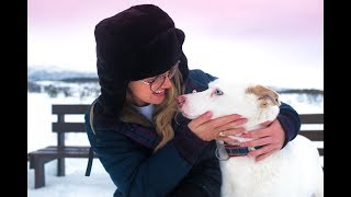 MEETING 300 HUSKIES TROMSØ NORWAY [upl. by Delle]