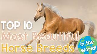 Which is the Most Beautiful Horse in the World Top 10 Most Beautiful Horse Breeds [upl. by Palladin612]