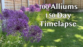 Allium Flowers 150 Day Timelapse of Beautiful ‘Purple Sensation’ Alliums Growing [upl. by Aba]