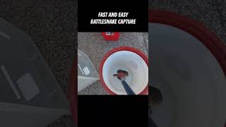 Rattlesnake Capture Fast and Easy [upl. by Roberto320]