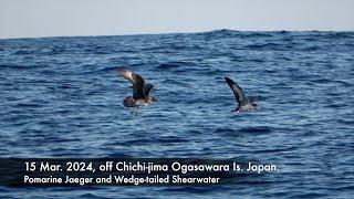 Wedgetailed Shearwater attacked by Pomarine Jaeger off Chichijima OgasawaraIs 15 Mar 2024 [upl. by Belmonte]