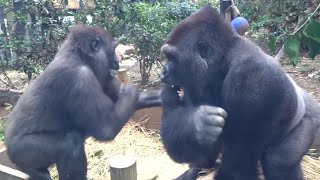 久々にお兄ちゃんと少しだけ遊ぶ事が出来たキンタロウ⭐️ゴリラGorilla【京都市動物園】Kintaro play with Gentaro for the first time in a while [upl. by Eneiluj]