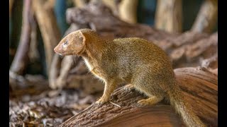 25 fascinating facts about the adorable Black Spotted Cuscus [upl. by Hare749]