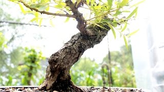 Weeping Willow Bonsai July 2016 [upl. by Christi]