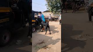 Bakra video song youtubeshorts [upl. by Kassie412]