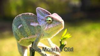 Veiled Chameleon Growing Up [upl. by Stephana657]