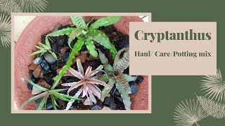 Cryptanthus carepotting mix for CryptanthusBromeliads Cryptanthus Haul [upl. by Niko247]