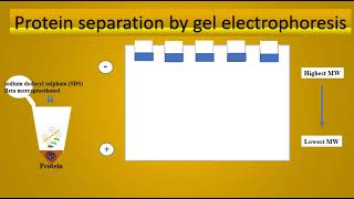 Western blotting  Immunoblotting  SDS PAGE [upl. by Asilav]