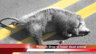 Possum Drop  Brasstown NC lowers dead animal on New Years Eve [upl. by Siramay427]