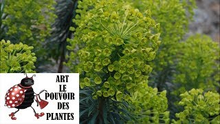 Tuto jardin Euphorbe Characias photos de fleurs et de plantes vivaces [upl. by Enyaht]