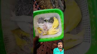 Little Bird ❤️ shorts short viralshort viral trending snake viralvideo animals [upl. by Jacky]