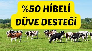 P Hibeli düve desteği başvuruları başladı [upl. by Schilit]