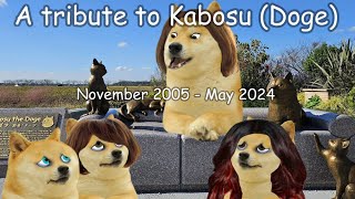 A tribute to Kabosu Doge [upl. by Elleynad]