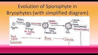 Evolution of Sporophyte in Bryophytes  For BSc and MSc ALL ABOUT BIOLOGY  BY JYOTI VERMA [upl. by Iderf]