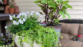 Shade Plants for the Patio [upl. by Okiek]