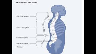 Anatomy of Spine  Vertebral column [upl. by Gawain]