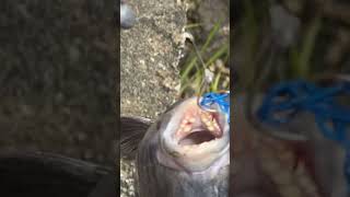 INSANE SHEEPSHEAD TEETH WTF [upl. by Aved]