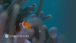 October Diving Highlights  Lembeh Resort [upl. by Erolyat987]