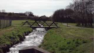 Heron vs Common Gull on Innocent Railway Cyclepath  Niddrie Burn [upl. by Dalohcin]