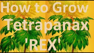 Exotic Plants How to Grow the Tropical Effect MustHave Garden Plant  Tetrapanax papyrifer Rex [upl. by Henriette28]