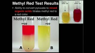 Microbiology Methyl Red Test [upl. by Apurk645]