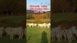 Cheviot sheep farming sheepfarming sheepfarm sheephusbandry [upl. by Eelan948]