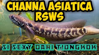 CHANNA ASIATICA RSWS  Profil Channa Asiatica Chinese Snakehead [upl. by Shandie278]