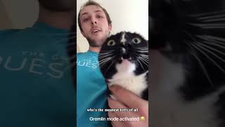 Cats Just Being Cats – Pure Chaos 🐱✨ cat funny funnyvideo pets memes funnycats subscribe [upl. by Knepper]