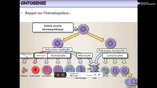 Lymphocyte B [upl. by Ahsitaf585]