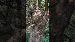 Maclura Pomifera 350 year old giant with very large 5 line skinks resting at home [upl. by Esilana603]