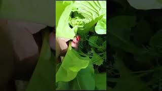 Plucking Verity Sags from my kitchen garden 🏡🌱🌿🌱🌳☘️🍀🌿🌱 Please subscribe [upl. by Htiderem241]